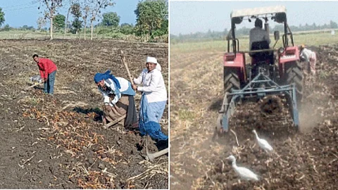 Turmeric Harvesting