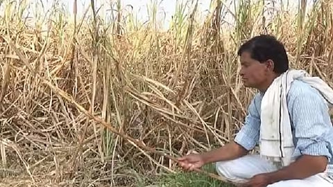 Sugarcane of Farmers