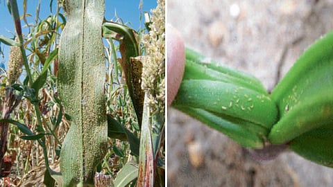 Crop Disease