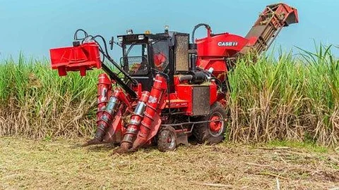 Sugarcane Cutting