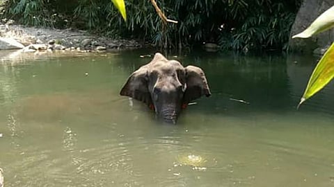 Kerla Elephant Death