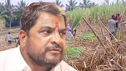 Sugarcane Season