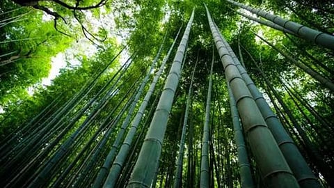Bamboo
