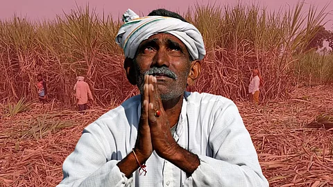 Sugarcane Farmer