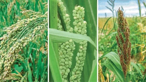 Millet