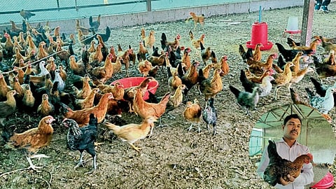 Poultry Business