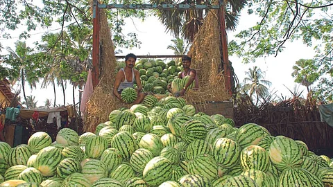 Watermelon Market
