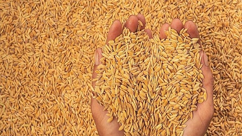 Paddy Farmers
