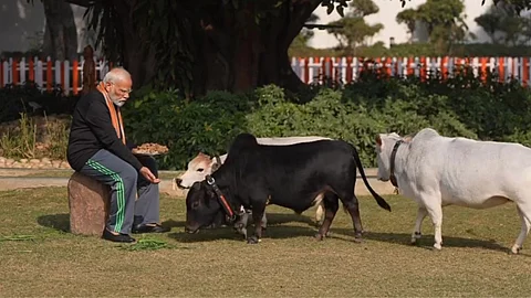 Narendar Modi Punganur Cow
