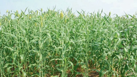 Jowar