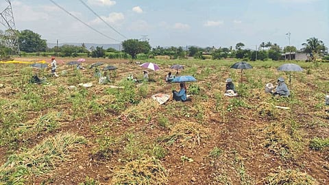 Onion Harvesting