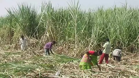 Sugarcane Producer Farmer