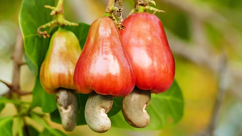 Cashew Season