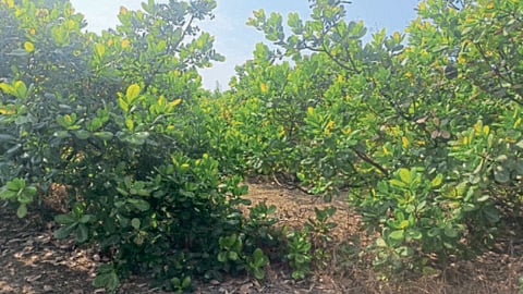 Cashew Orchard