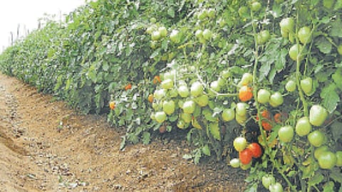 Chemical Fertilizers