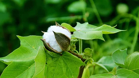 Cotton