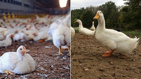 Poultry and Duck