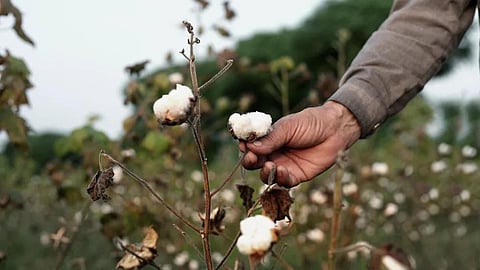 Cotton