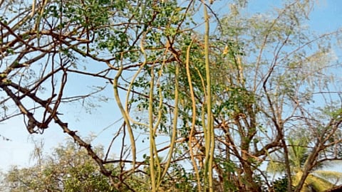 Moringa