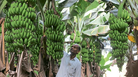Banana Orchard