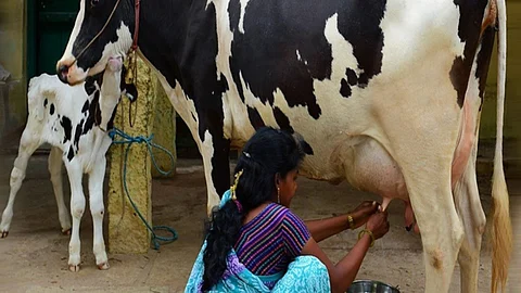 Cow Milk Subsidy