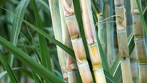 Sugarcane Research Center