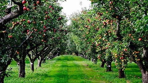 Orchard Cultivation