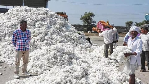 Cotton Market