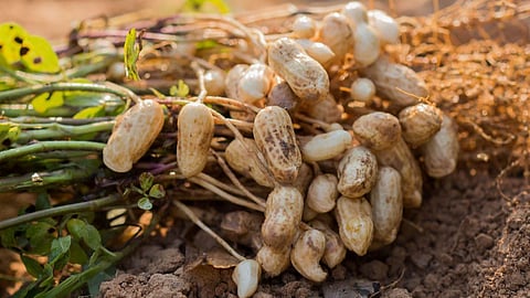 Groundnut