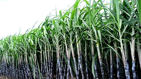 Sugarcane Cultivation
