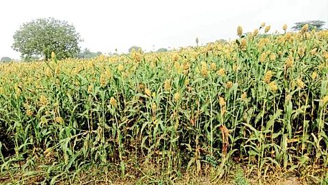 Rabi Season