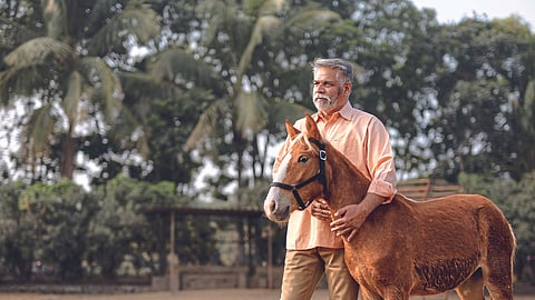 Bhimthadi Horse
