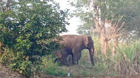 Elephant Damage Crop