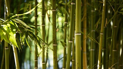 Bamboo Cultivation