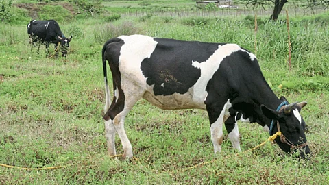 Animal Care