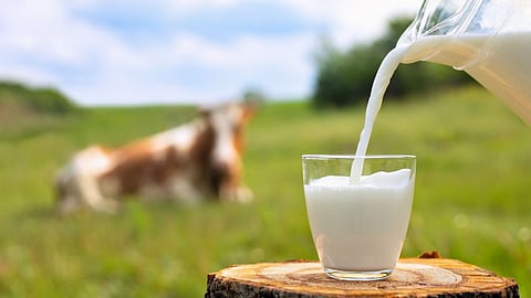 Milk Subsidy