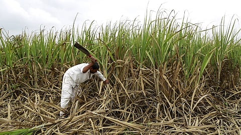 Sugarcane