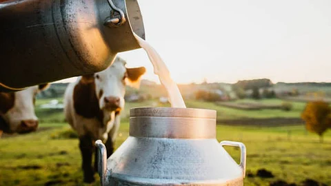 Milk