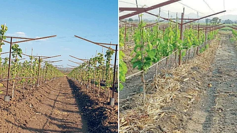Grape Orchard