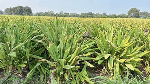 Turmeric Crop