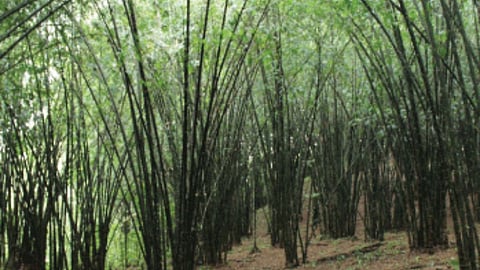 Bamboo