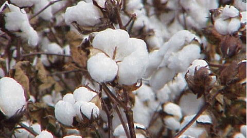 Cotton