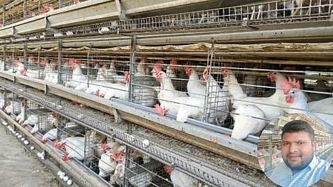 Poultry Farming