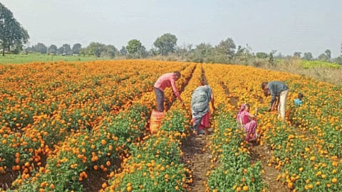 Flower Farming