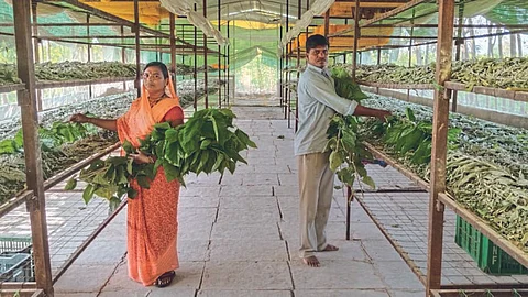 Silk Farming