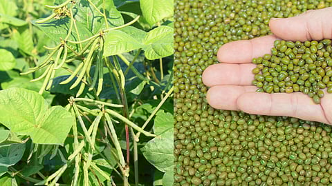 Summer Mung Varieties