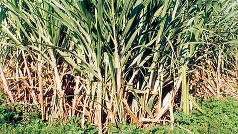 Sugarcane