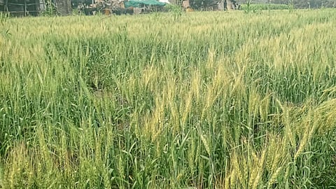Wheat Crop