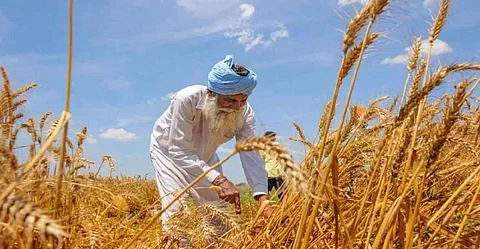 Wheat Production