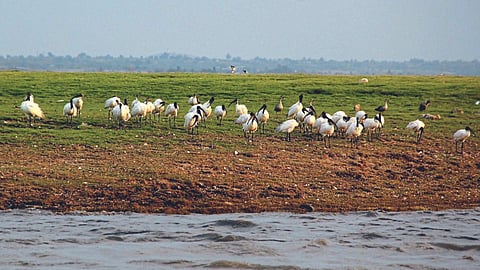 Ujani Bird sanctuary